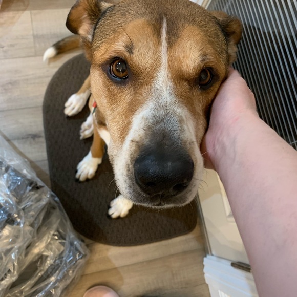 Meet your Posher, Jeane - Picture 2 of 2